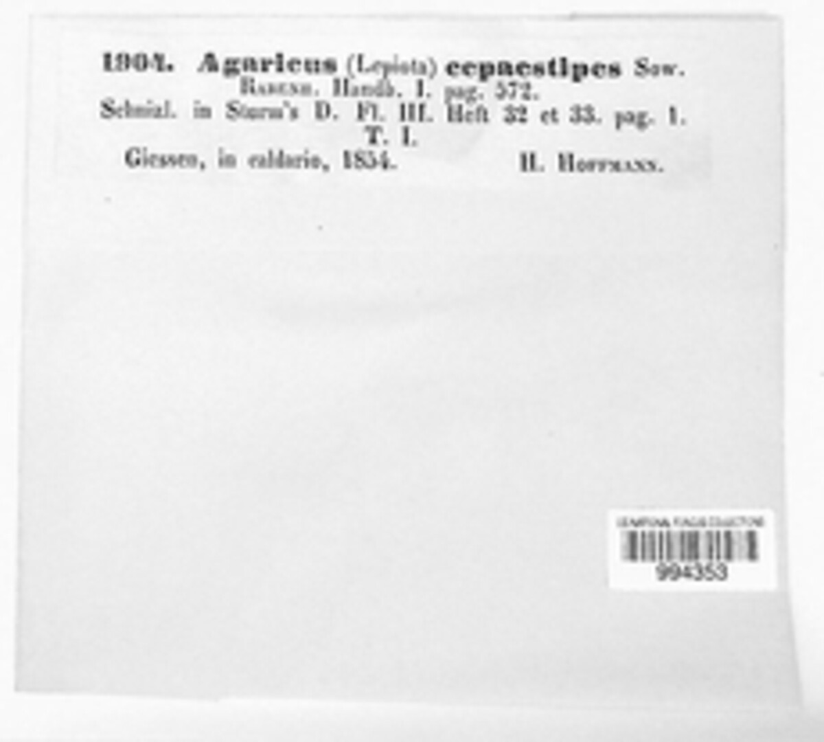 Agaricus cepaestipes image
